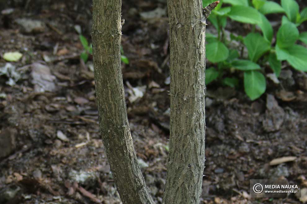 aralia japońska, aralia wysoka (Aralia elata)