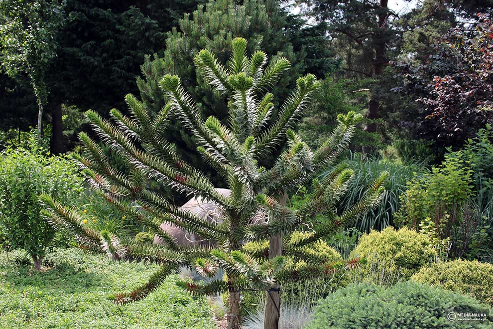araukaria chilijska (Araucaria araucana)