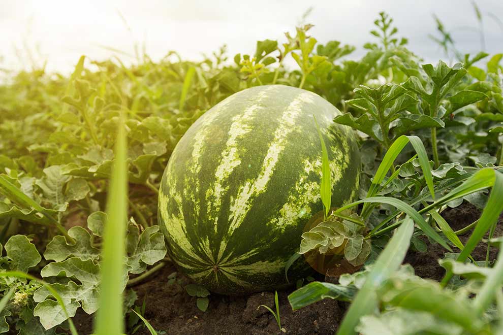 arbuz zwyczajny, kawon (Citrullus lanatus)