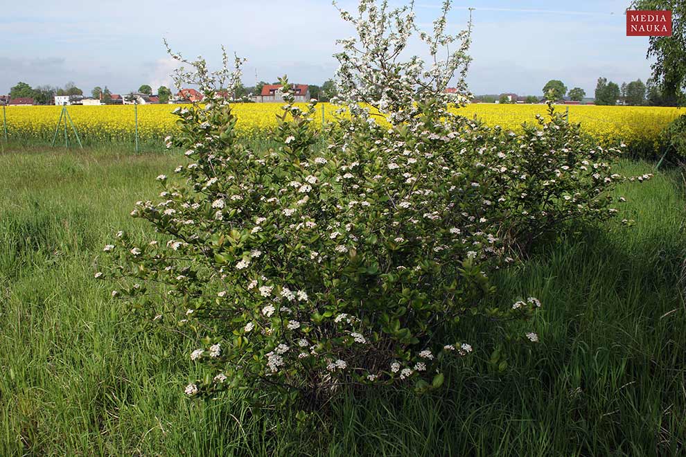 aronia czarna, aronia czarnoowocowa (Aronia melanocapra)