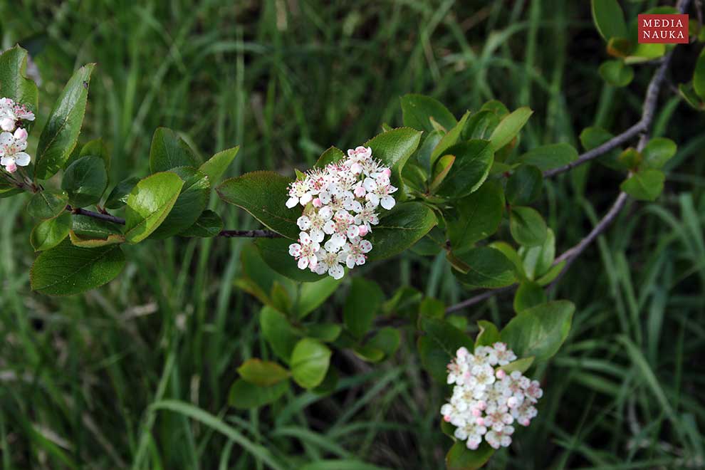 aronia czarna, aronia czarnoowocowa (Aronia melanocapra)