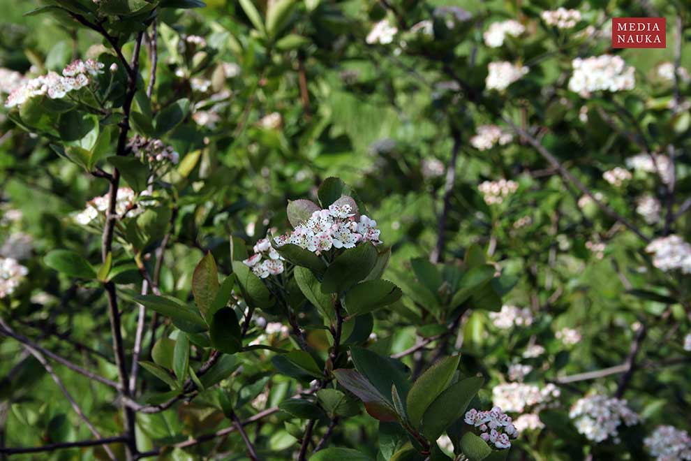 aronia czarna, aronia czarnoowocowa (Aronia melanocapra)