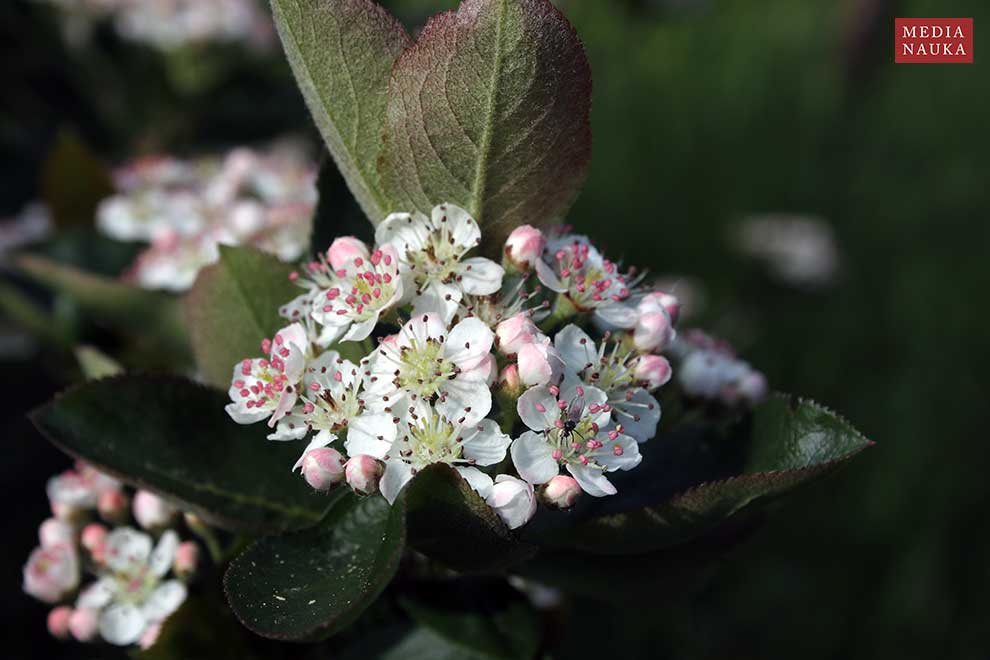 aronia czarna, aronia czarnoowocowa (Aronia melanocapra)