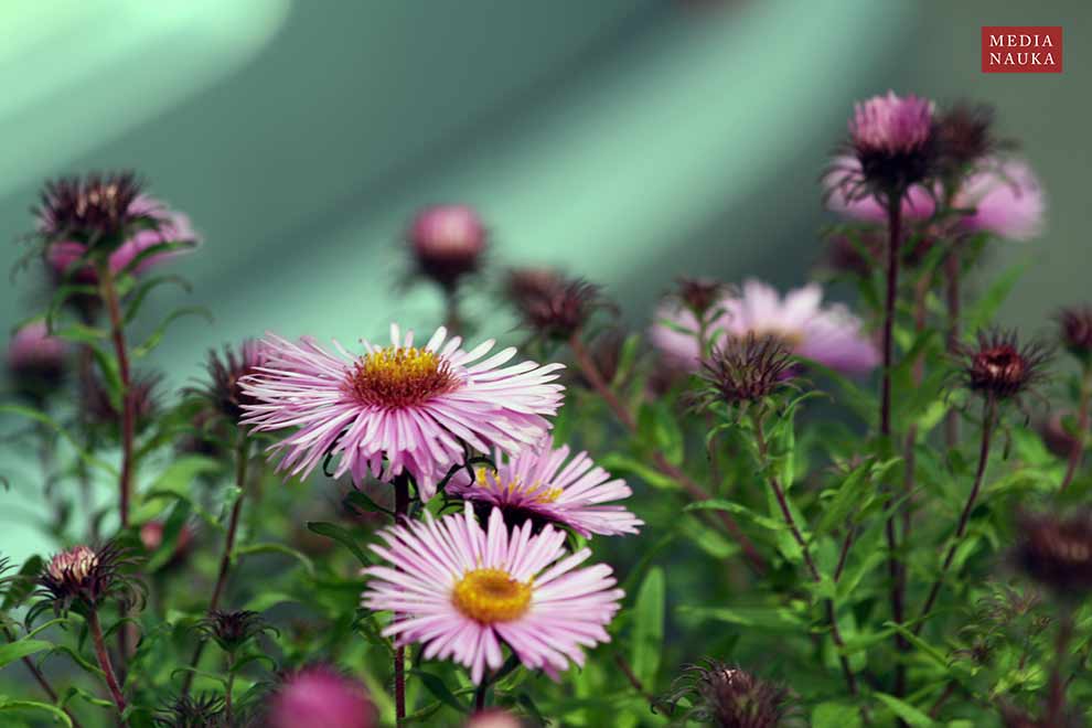 aster nowoangielski, aster amerykański (Aster novae-angliae)