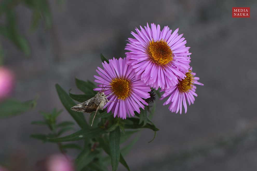 aster nowoangielski, aster amerykański (Aster novae-angliae)