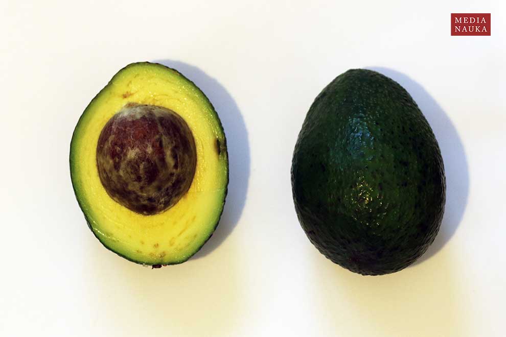 awokado (Persea americana)