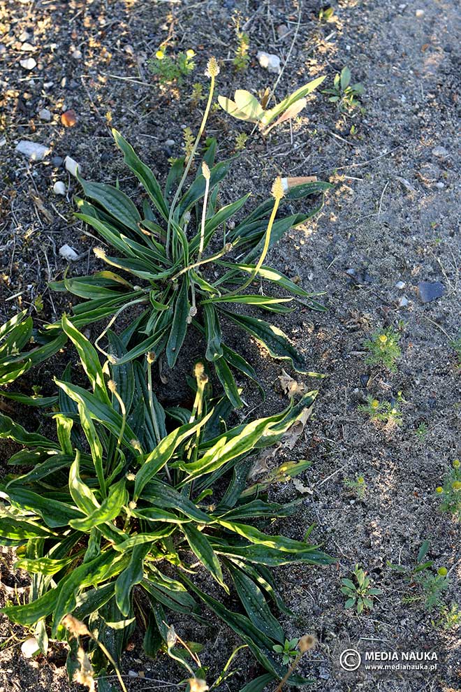 babka lancetowata (Plantago lanceolata)