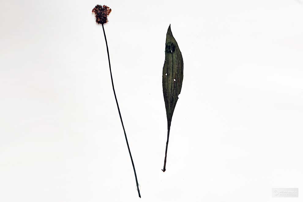 babka lancetowata (Plantago lanceolata)