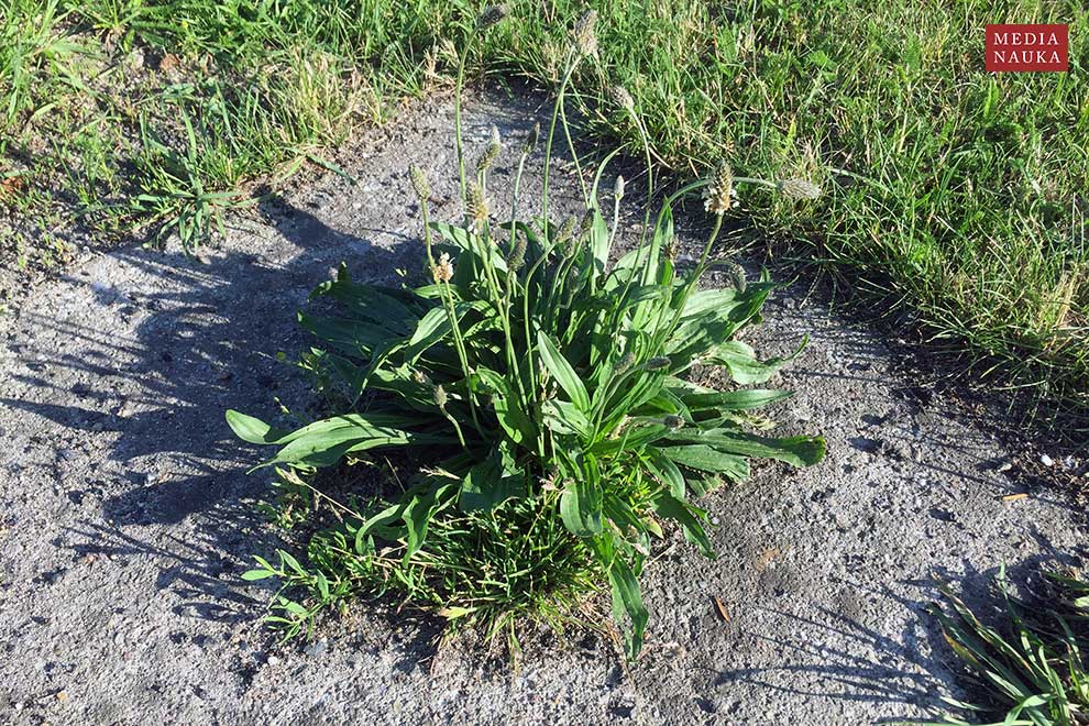 babka lancetowata (Plantago lanceolata)