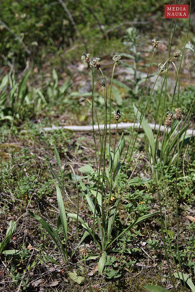babka lancetowata (Plantago lanceolata)