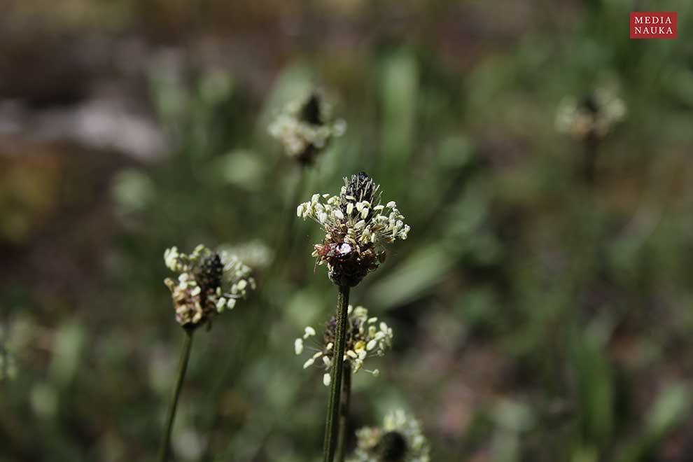 babka lancetowata (Plantago lanceolata)