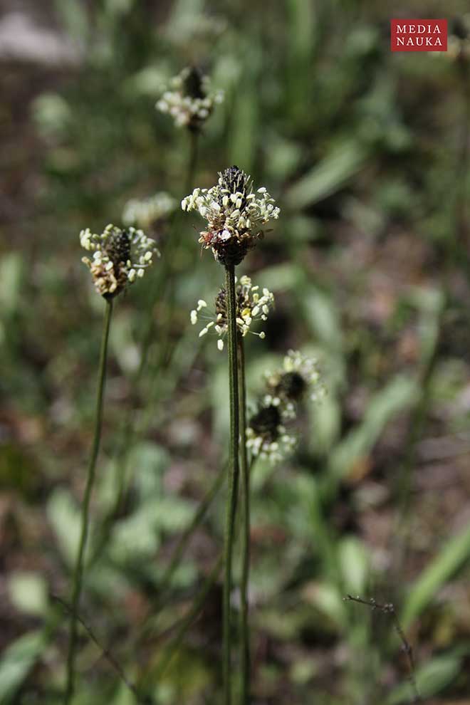 babka lancetowata (Plantago lanceolata)