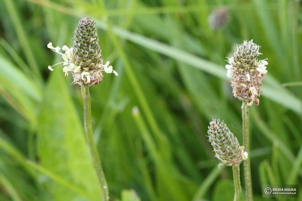 babka lancetowata (Plantago lanceolata)