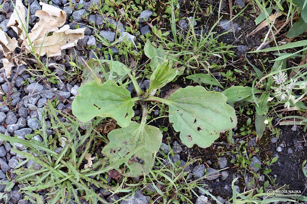 babka zwyczajna (Plantago major)