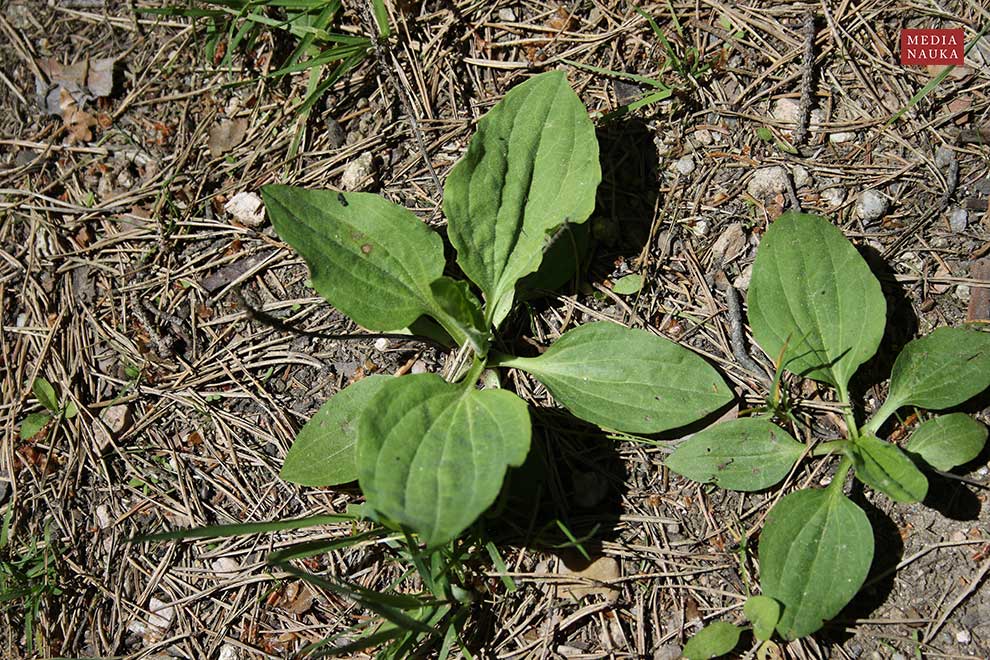 babka zwyczajna (Plantago major)