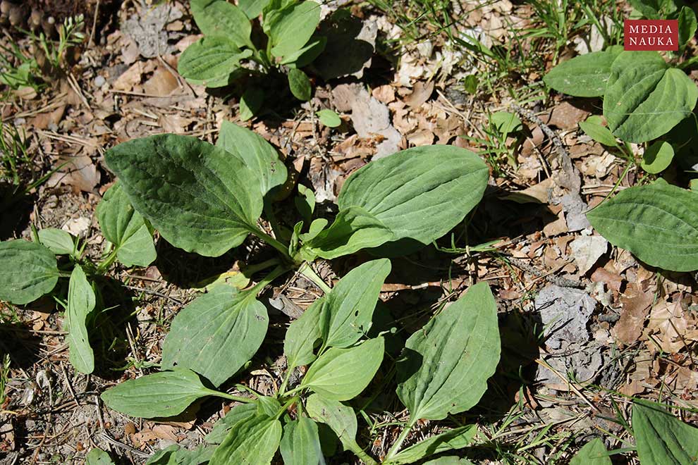 babka zwyczajna (Plantago major)