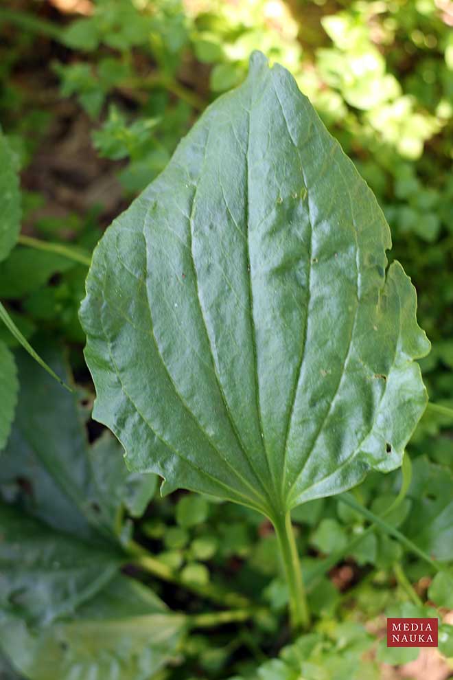 babka zwyczajna (Plantago major)