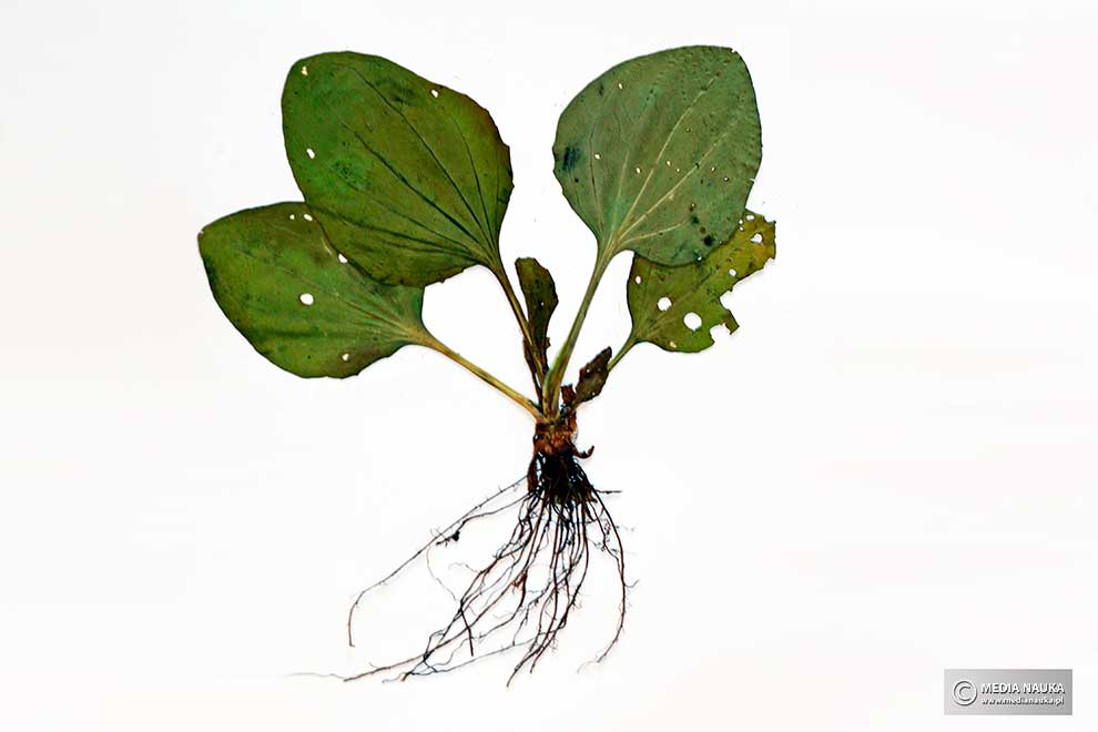 babka zwyczajna (Plantago major)