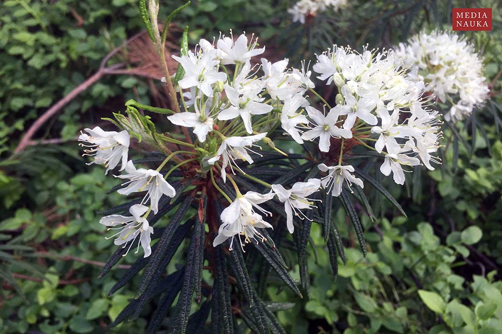 bagno zwyczajne (Ledum palustre)