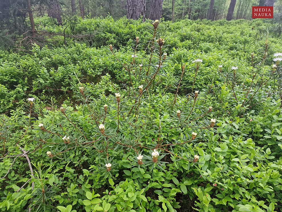 bagno zwyczajne (Ledum palustre)