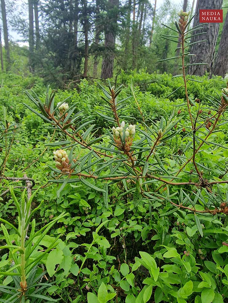bagno zwyczajne (Ledum palustre)