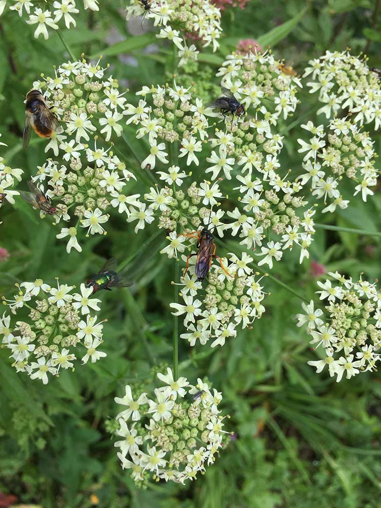 barszcz zwyczajny (Heracleum sphondylium)