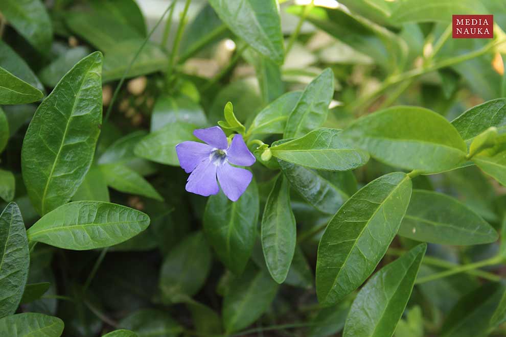 barwinek pospolity, barwinek mniejszy (Vinca minor)