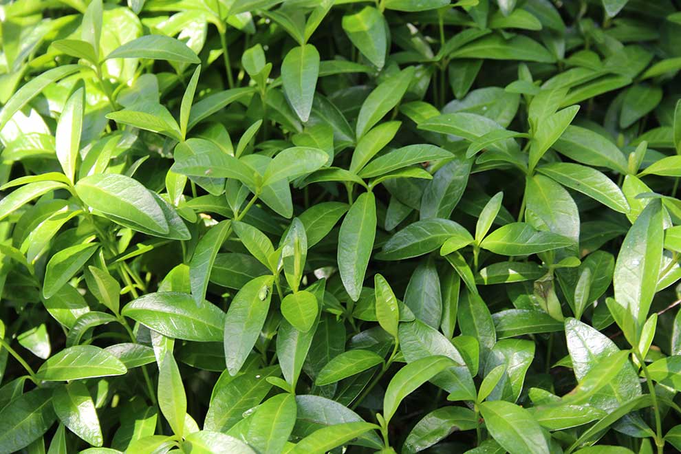 barwinek pospolity, barwinek mniejszy (Vinca minor)