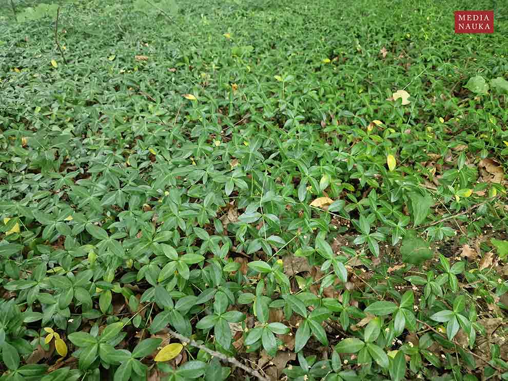 barwinek pospolity, barwinek mniejszy (Vinca minor)