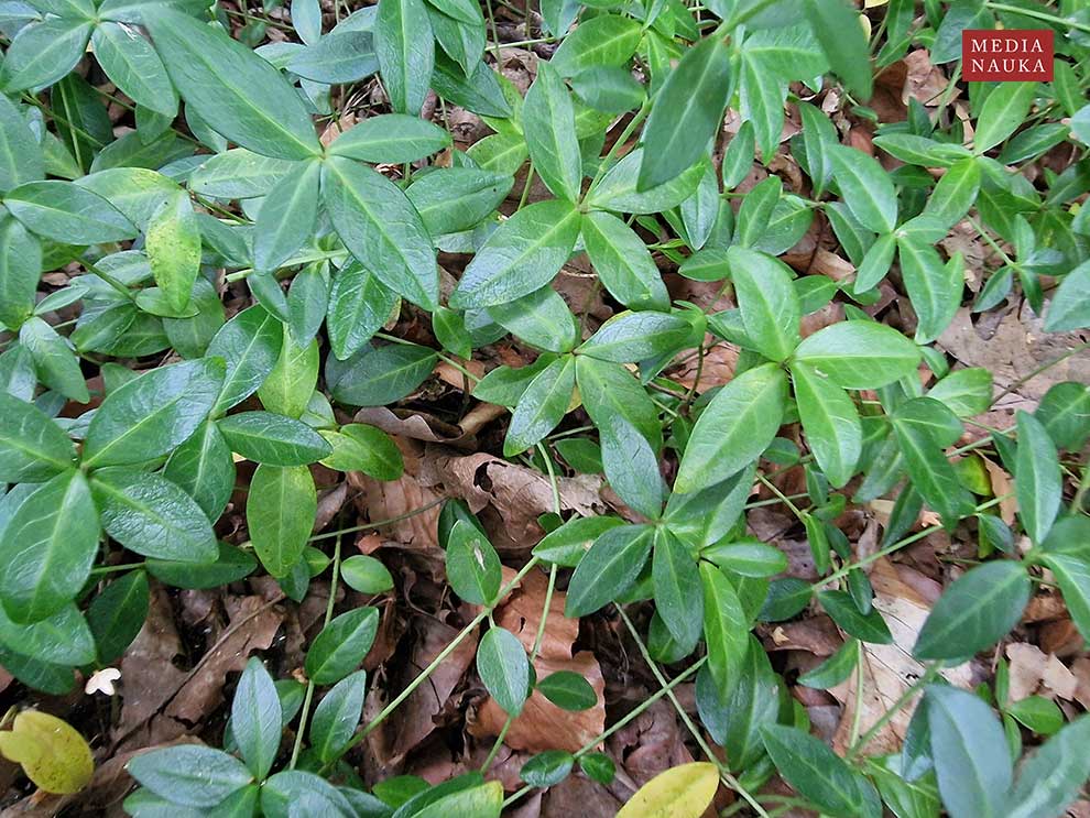 barwinek pospolity, barwinek mniejszy (Vinca minor)