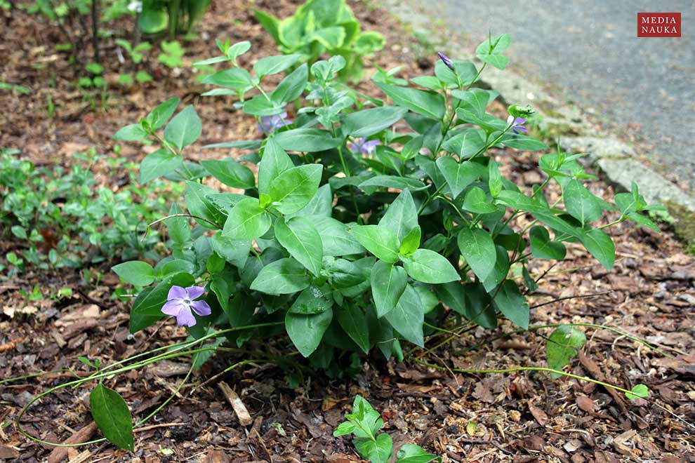 barwinek większy (Vinca major)