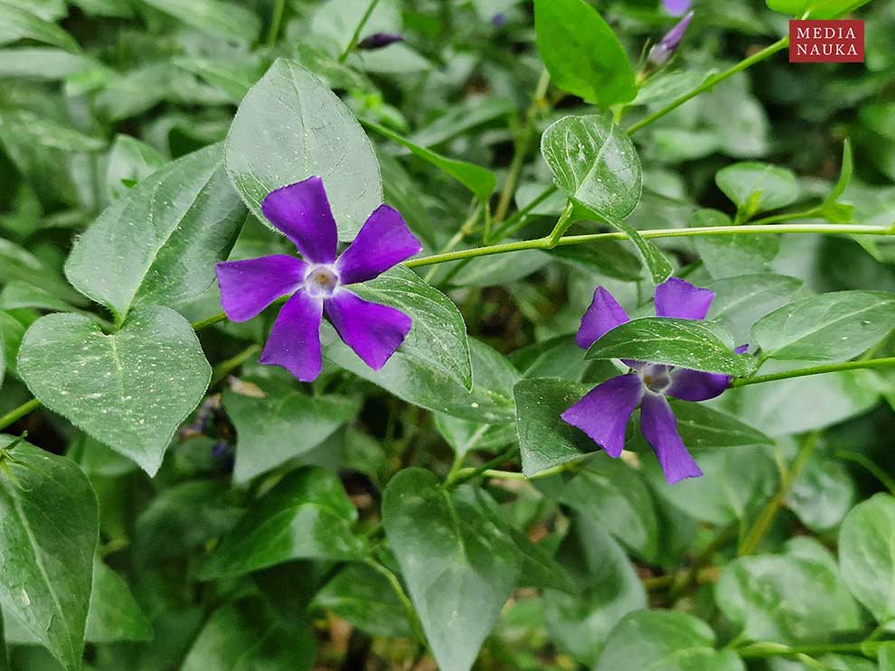 barwinek większy (Vinca major)
