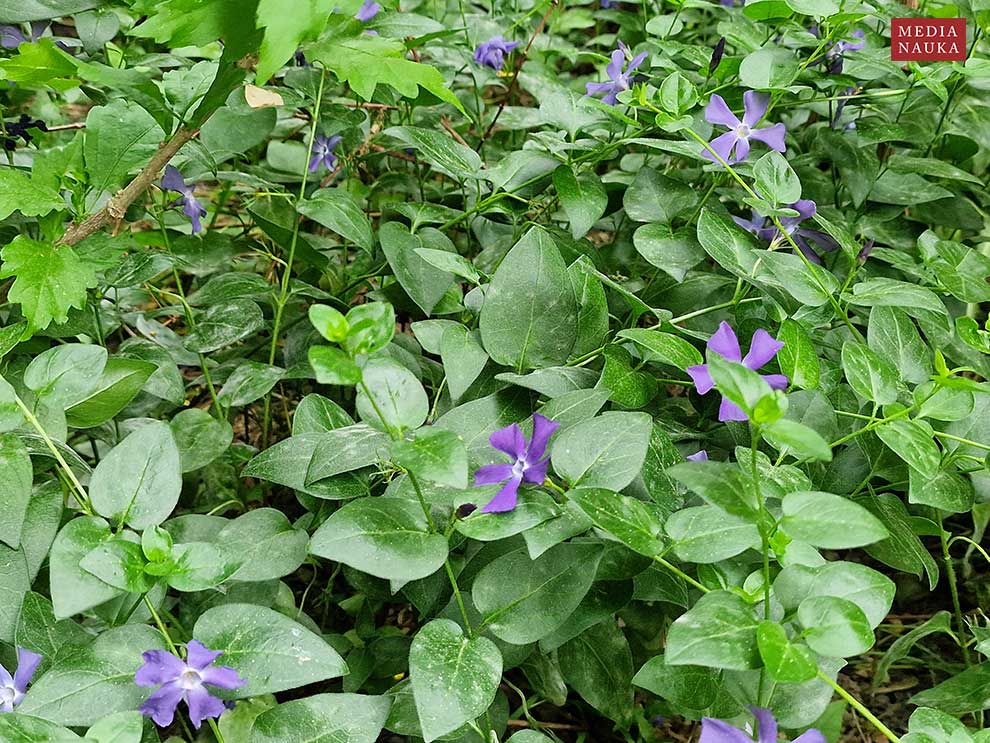 barwinek większy (Vinca major)