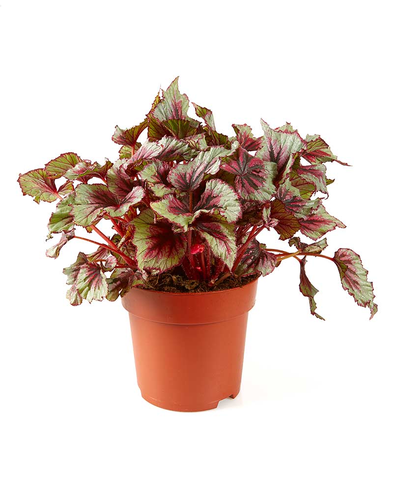 begonia królewska (Begonia rex)