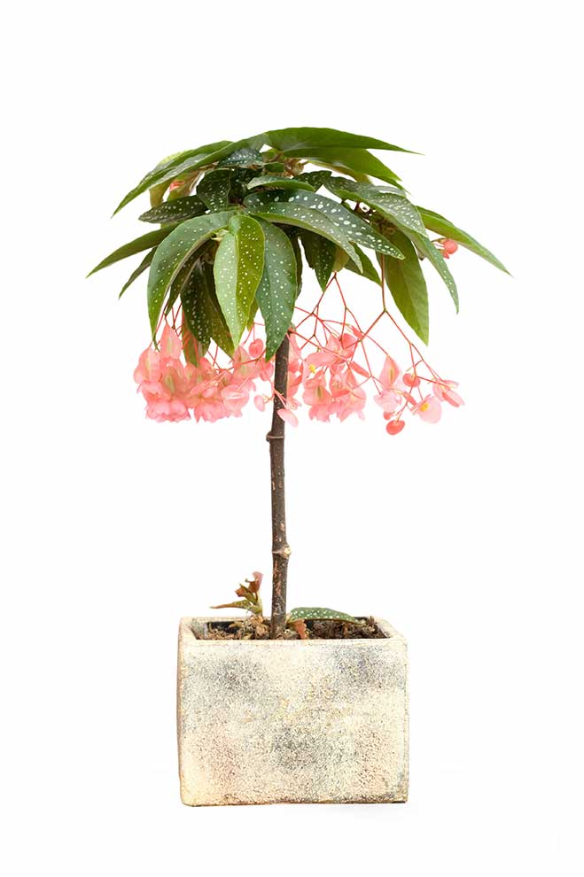 begonia koralowa (Begonia maculata)