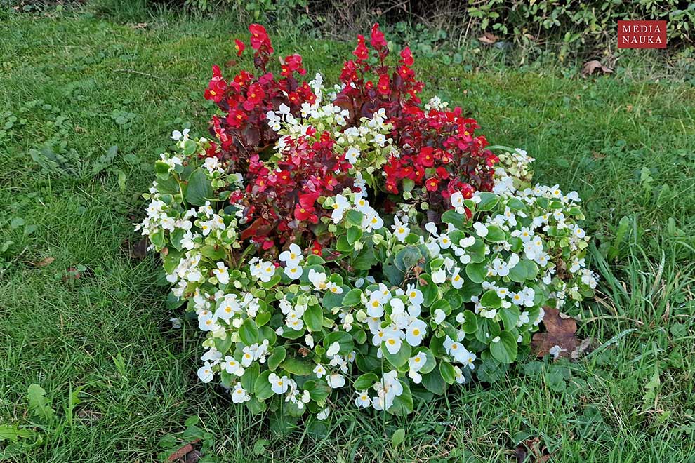 begonia stale kwitnąca (Begonia semperflorens)