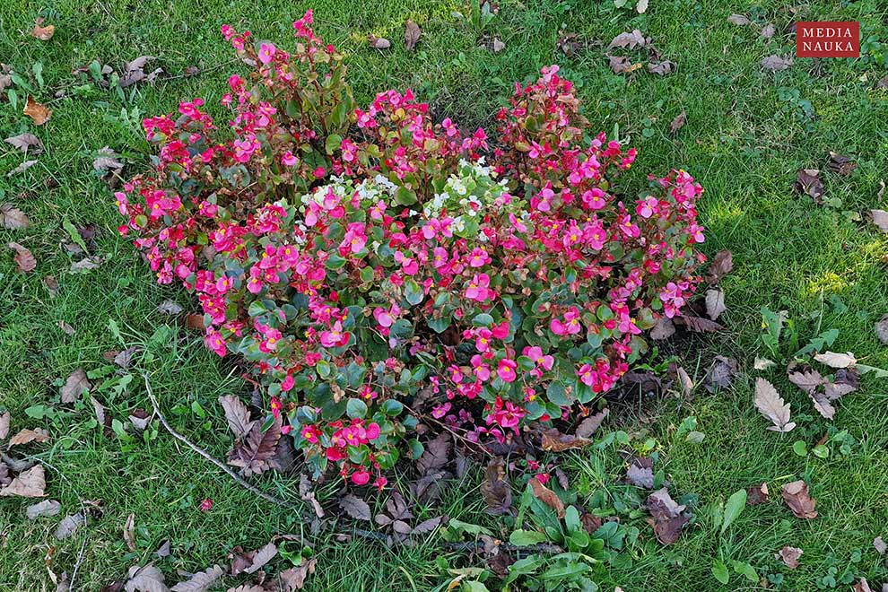 begonia stale kwitnąca (Begonia semperflorens)