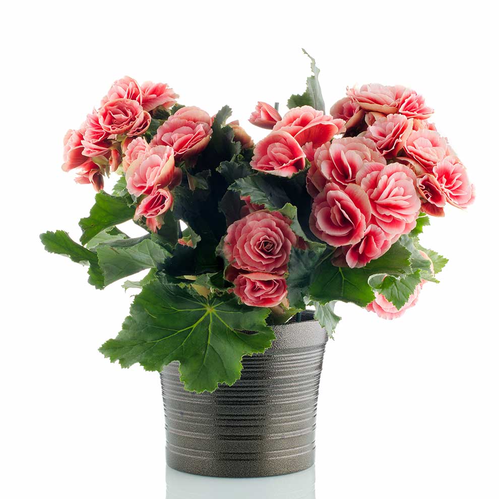 begonia zimowa (Begonia ×elatior)