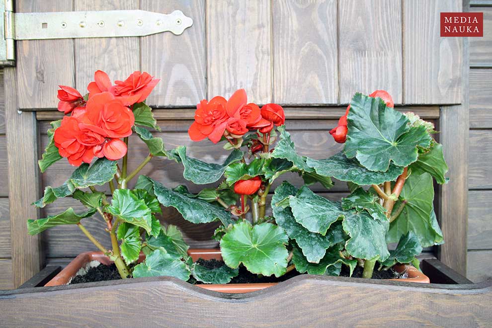 begonia zimowa (Begonia ×elatior)