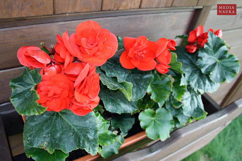 begonia zimowa (Begonia ×elatior)