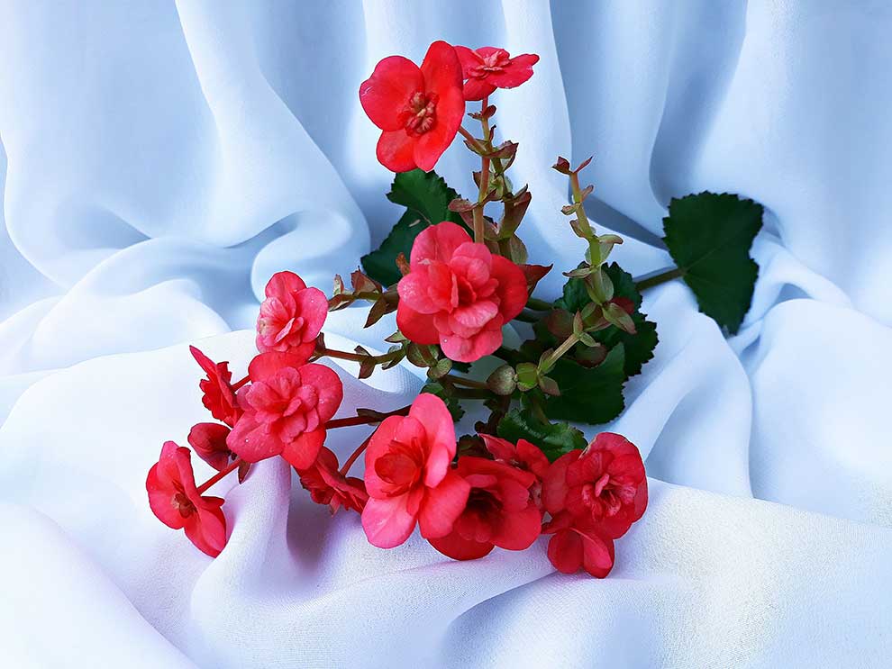 begonia zimowa (Begonia ×elatior)
