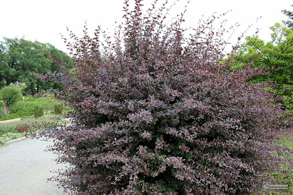 berberys ottawski (Berberis ×ottawensis)