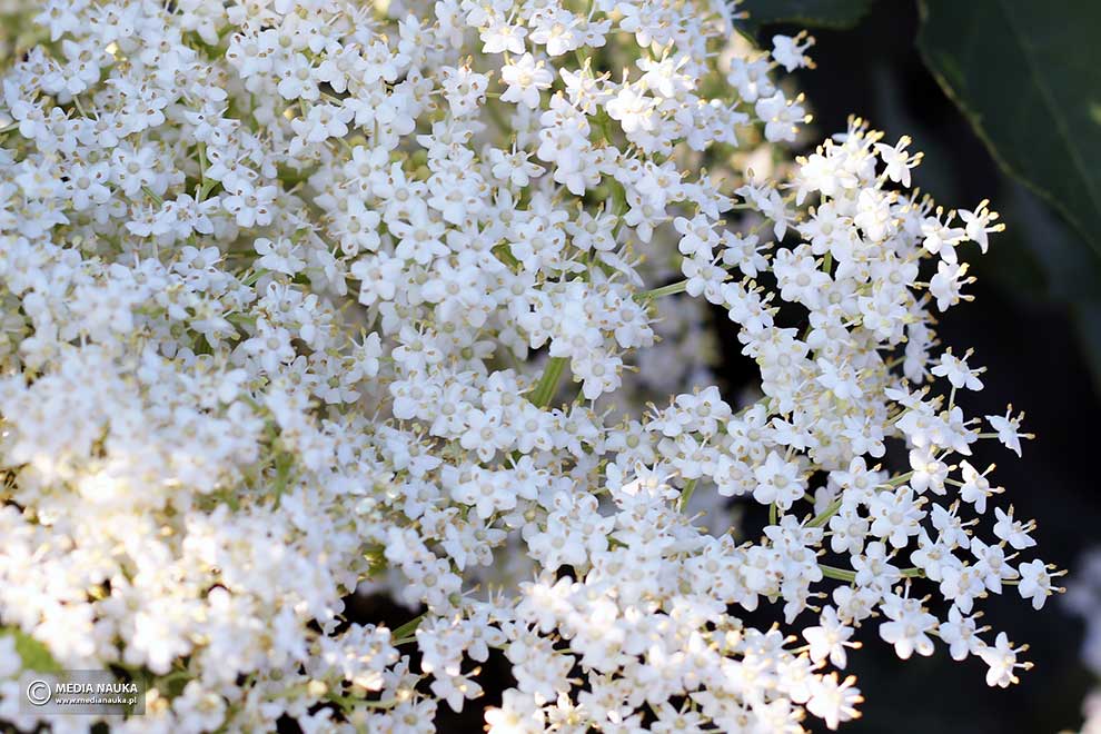bez czarny (Sambucus nigra)
