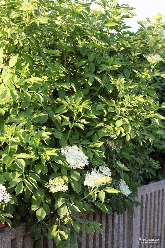 bez czarny (Sambucus nigra)