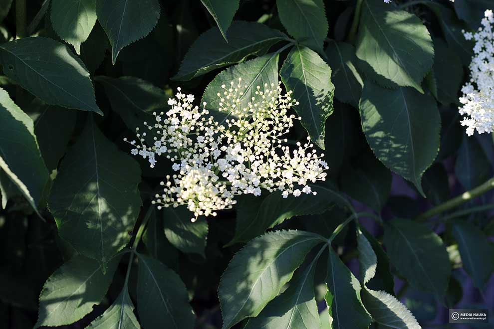 bez czarny (Sambucus nigra)