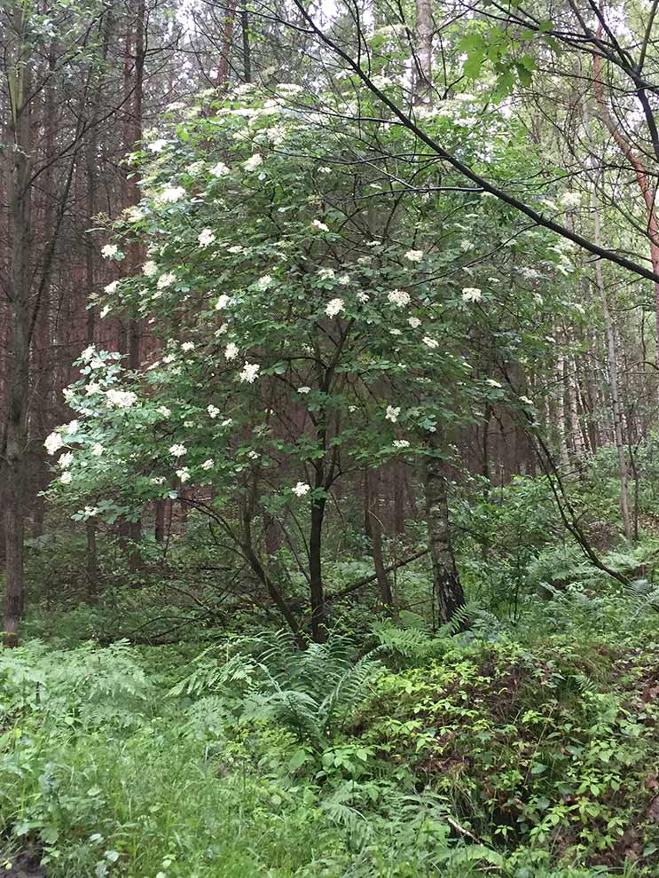 bez czarny (Sambucus nigra)