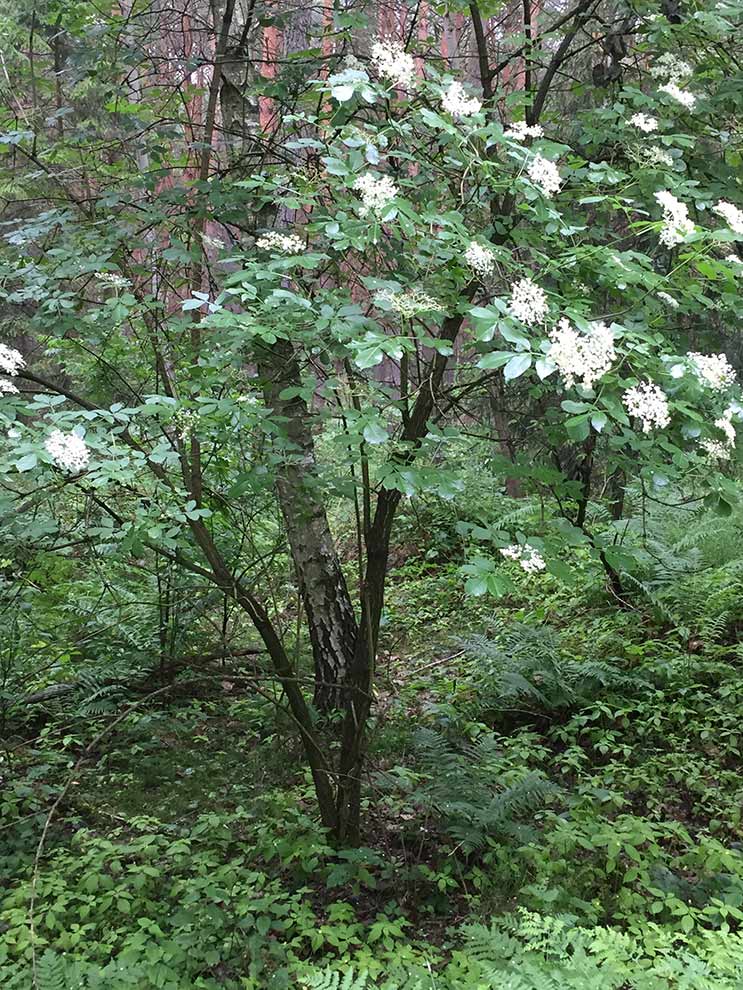 bez czarny (Sambucus nigra)