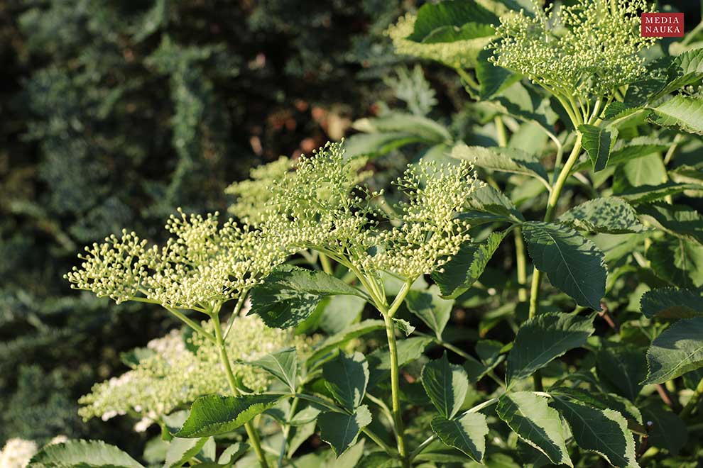 bez czarny (Sambucus nigra)