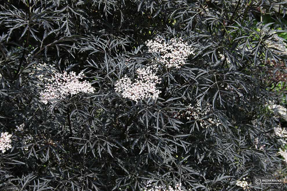 bez czarny (Sambucus nigra)