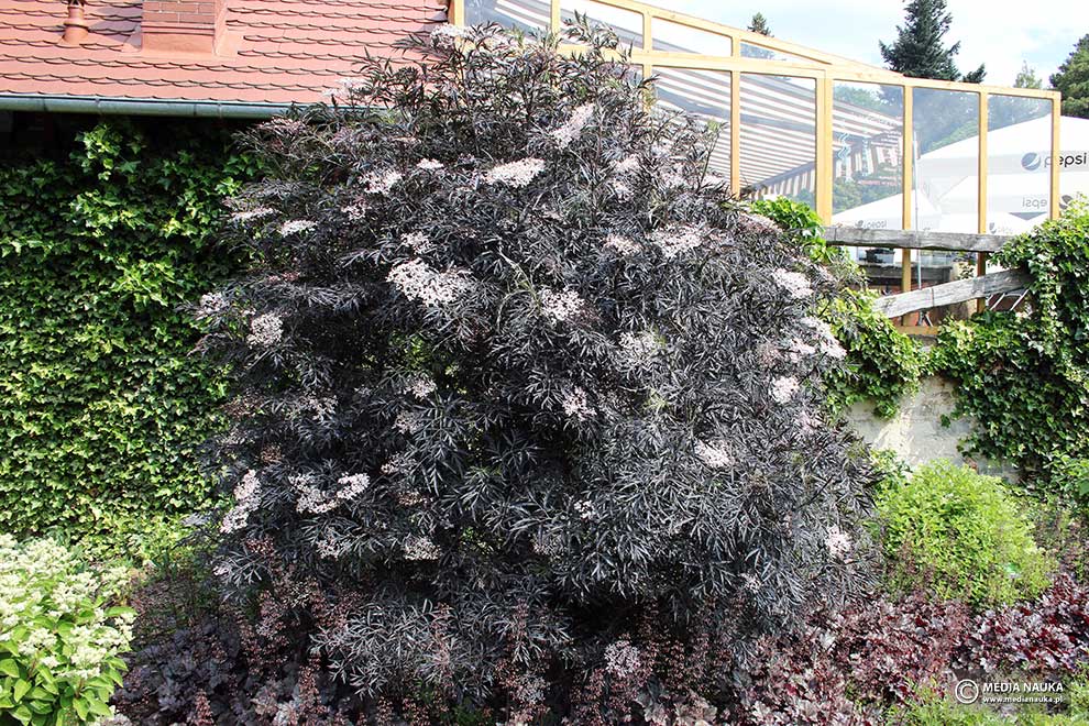 bez czarny (Sambucus nigra)